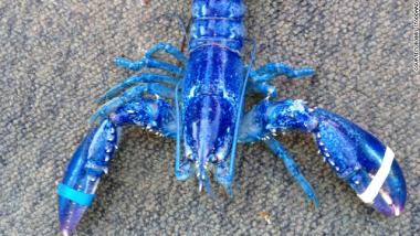 A catch straight out of the deep blue sea