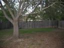 Medium tree